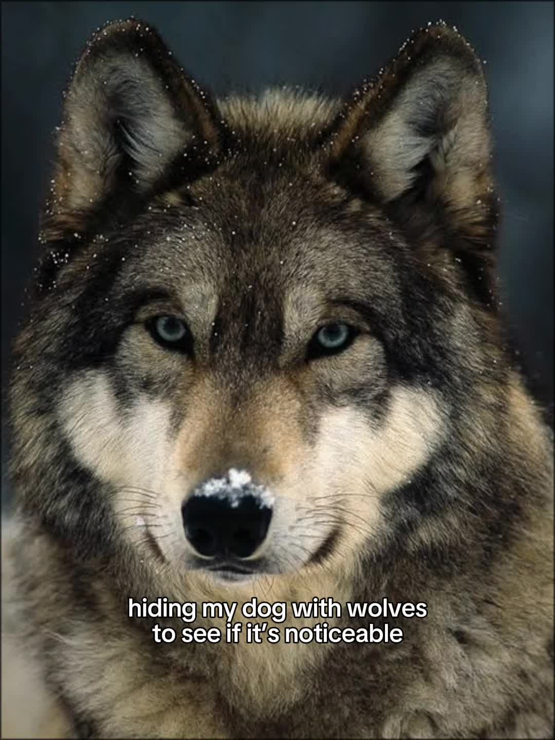@Maya