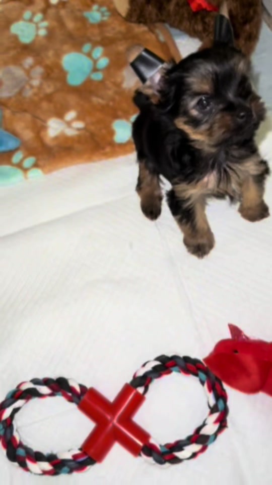 @RedBeautyYorkies🐾