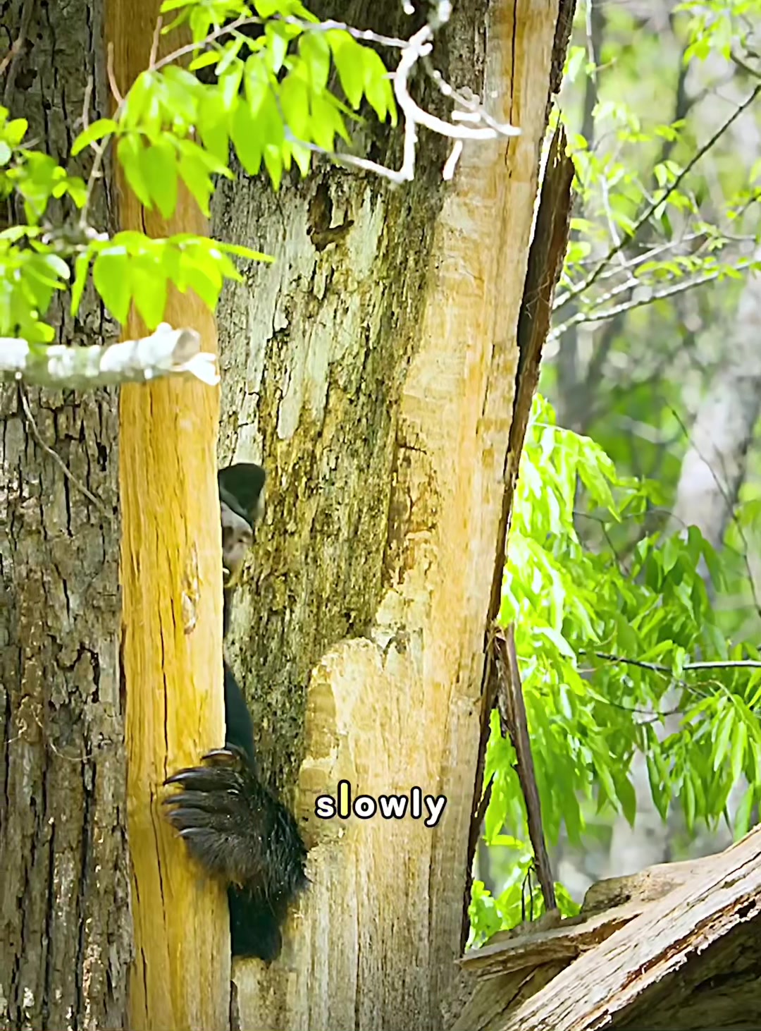 @look animals