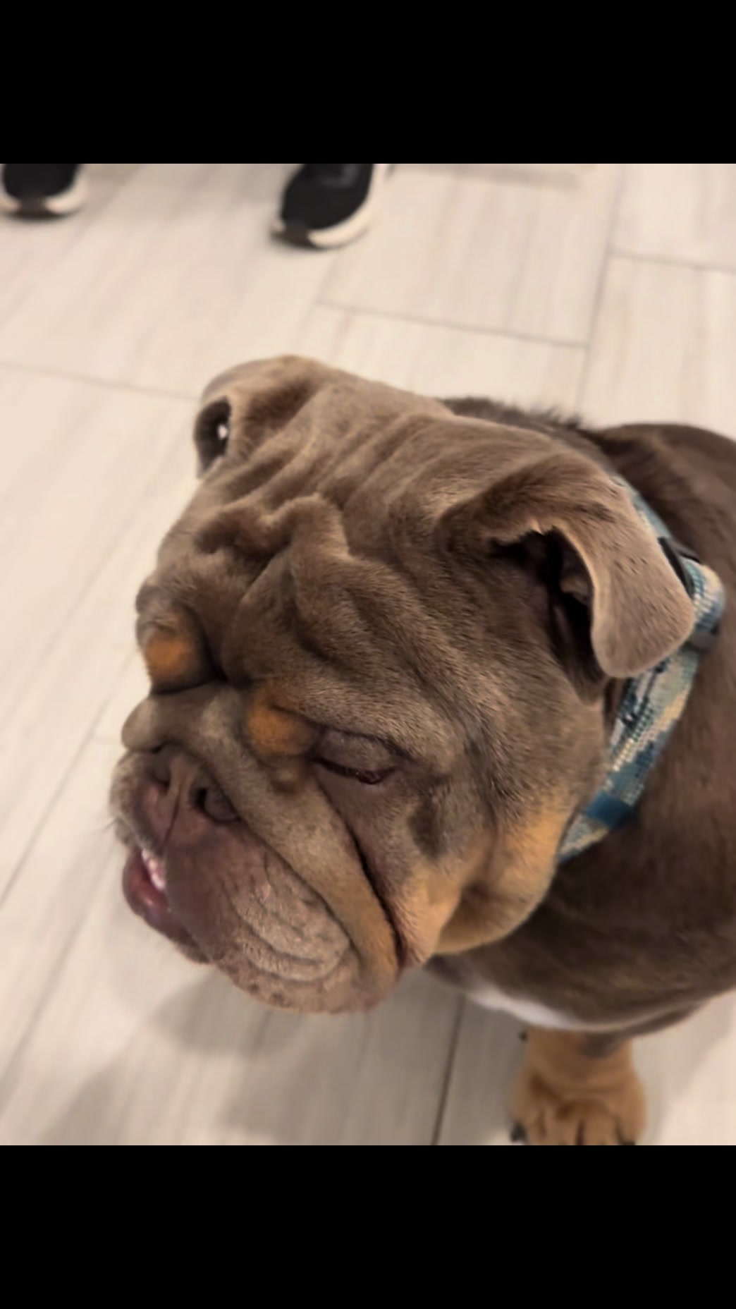 @RawlsTheBulldog