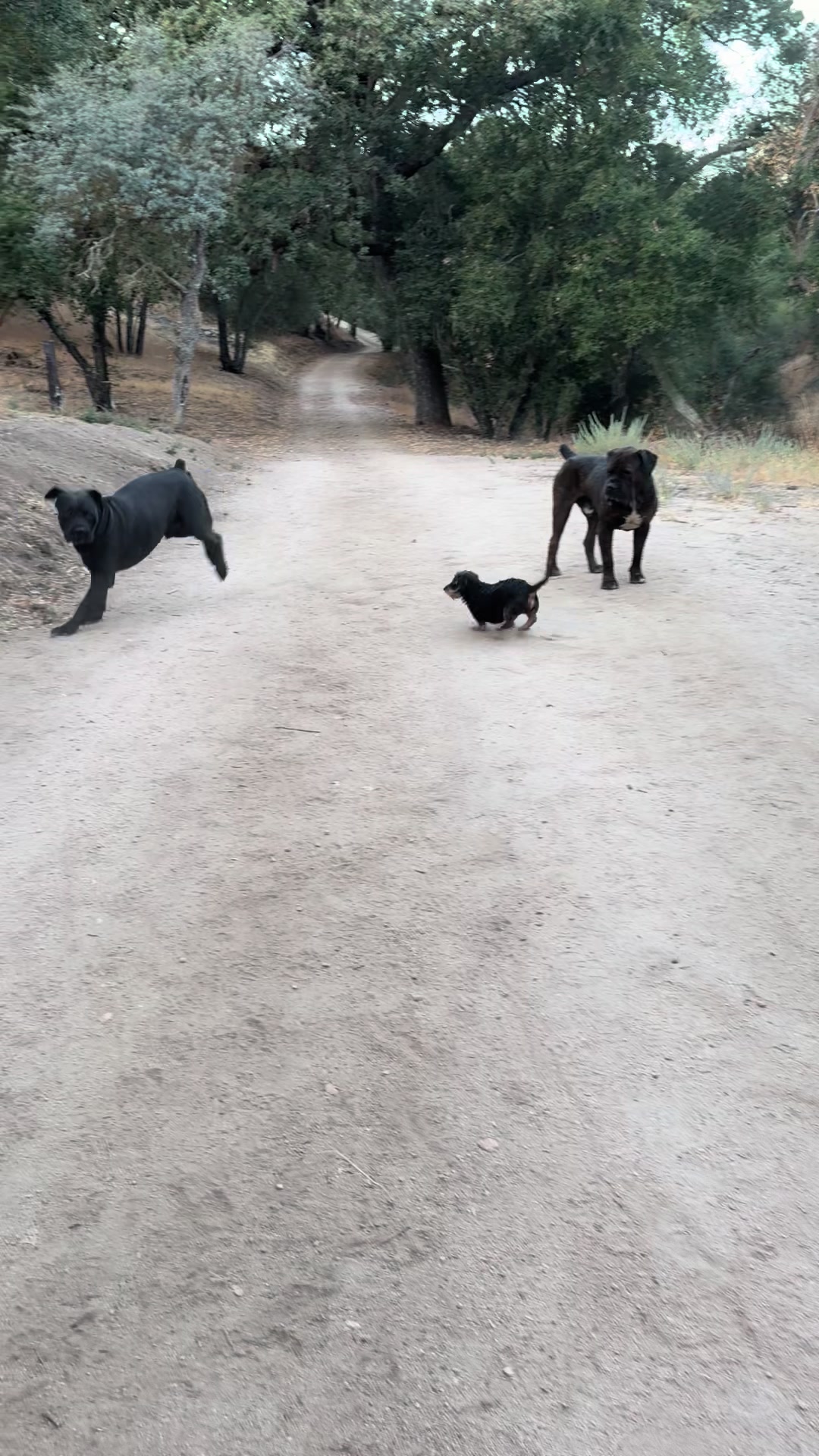 @Bigfoot Boerboels