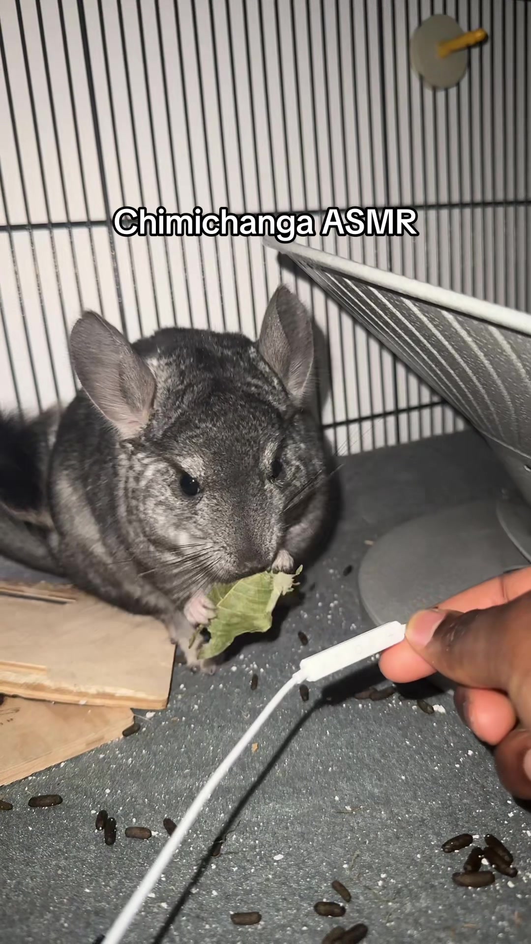 @BANDIT & STRIPE
