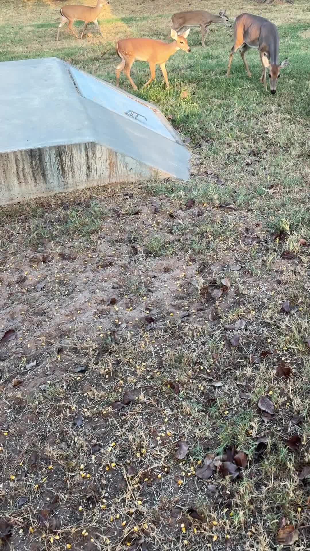 @Dogmansshadow