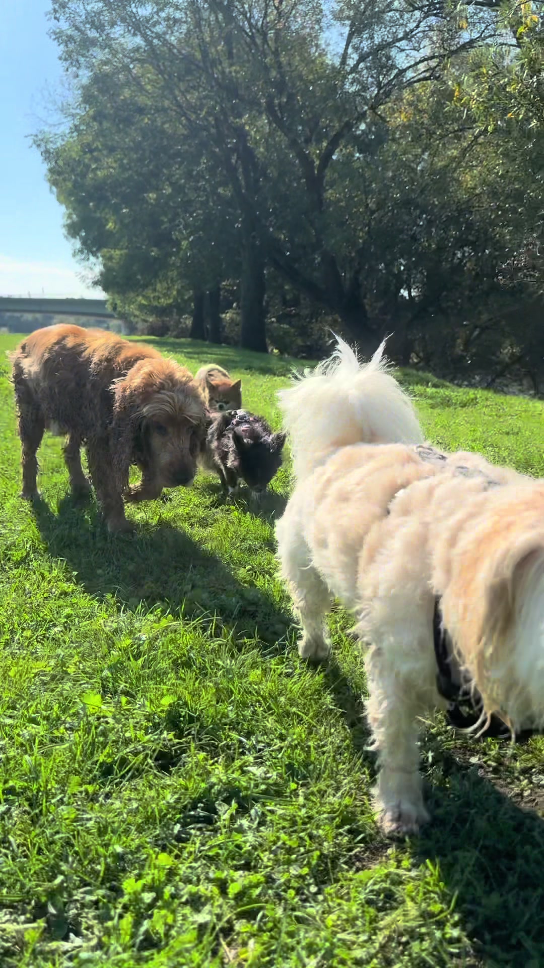 @DogWalk78