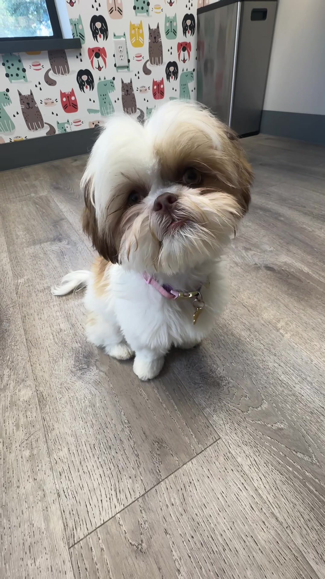 @Snodgrass Vet