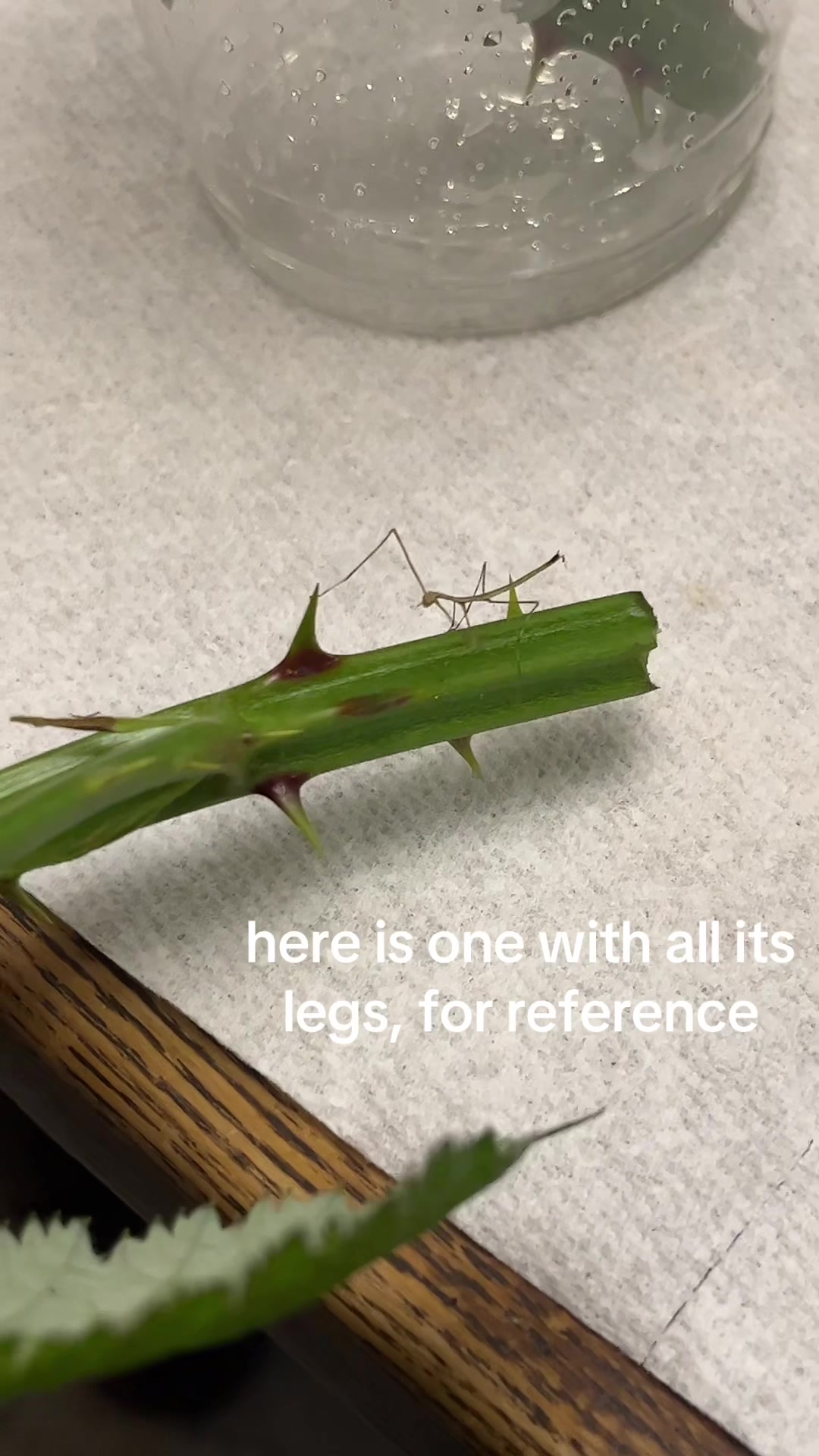 @mo