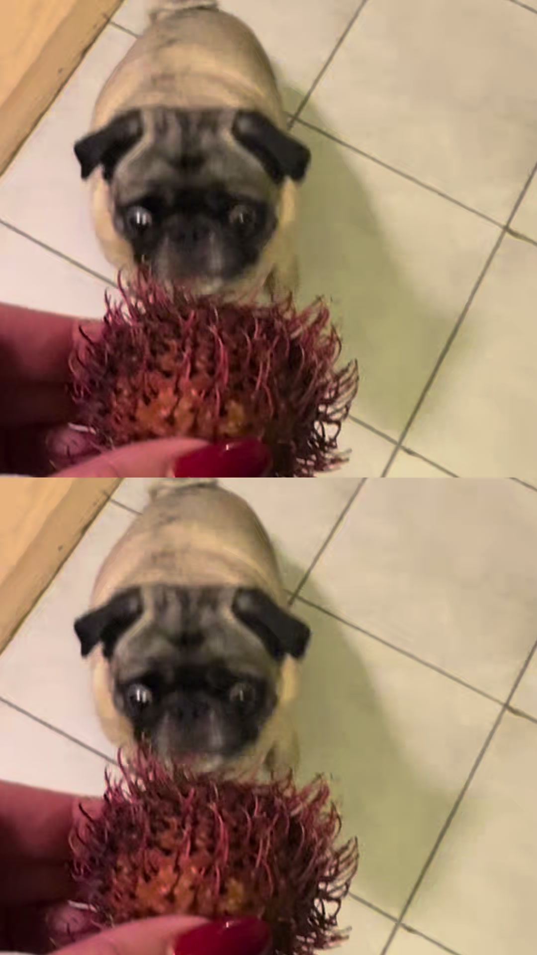 @thepugfang