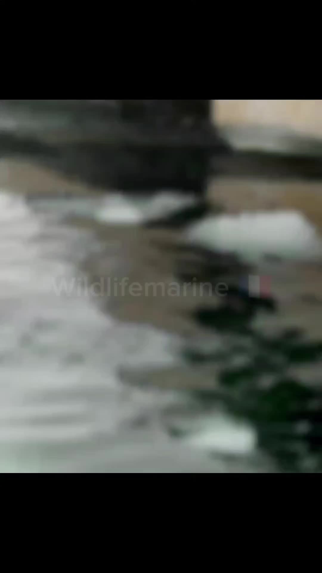 @wildlifemarine 🇲🇫