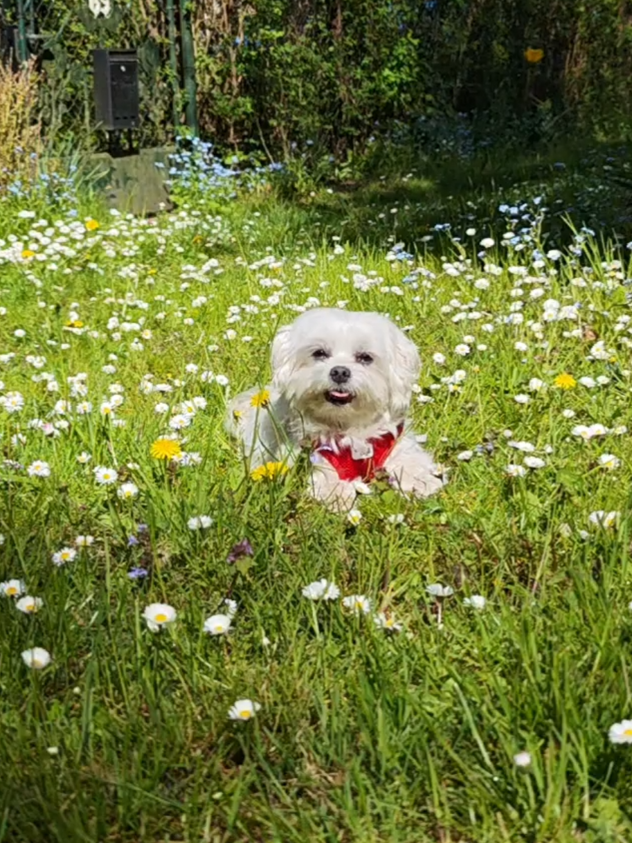@Malteser Prinz Jerry