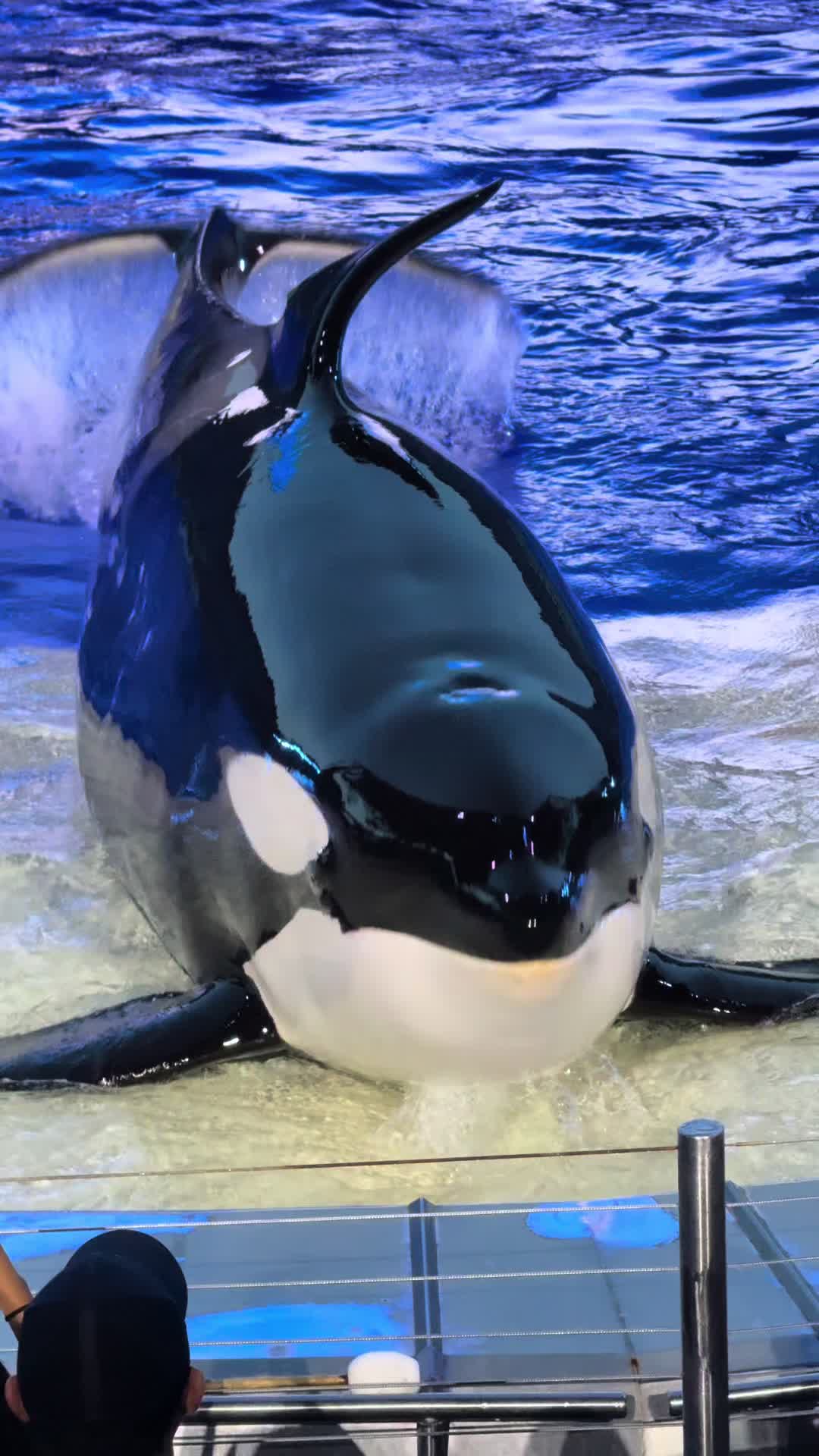 @OlivierSeaworld