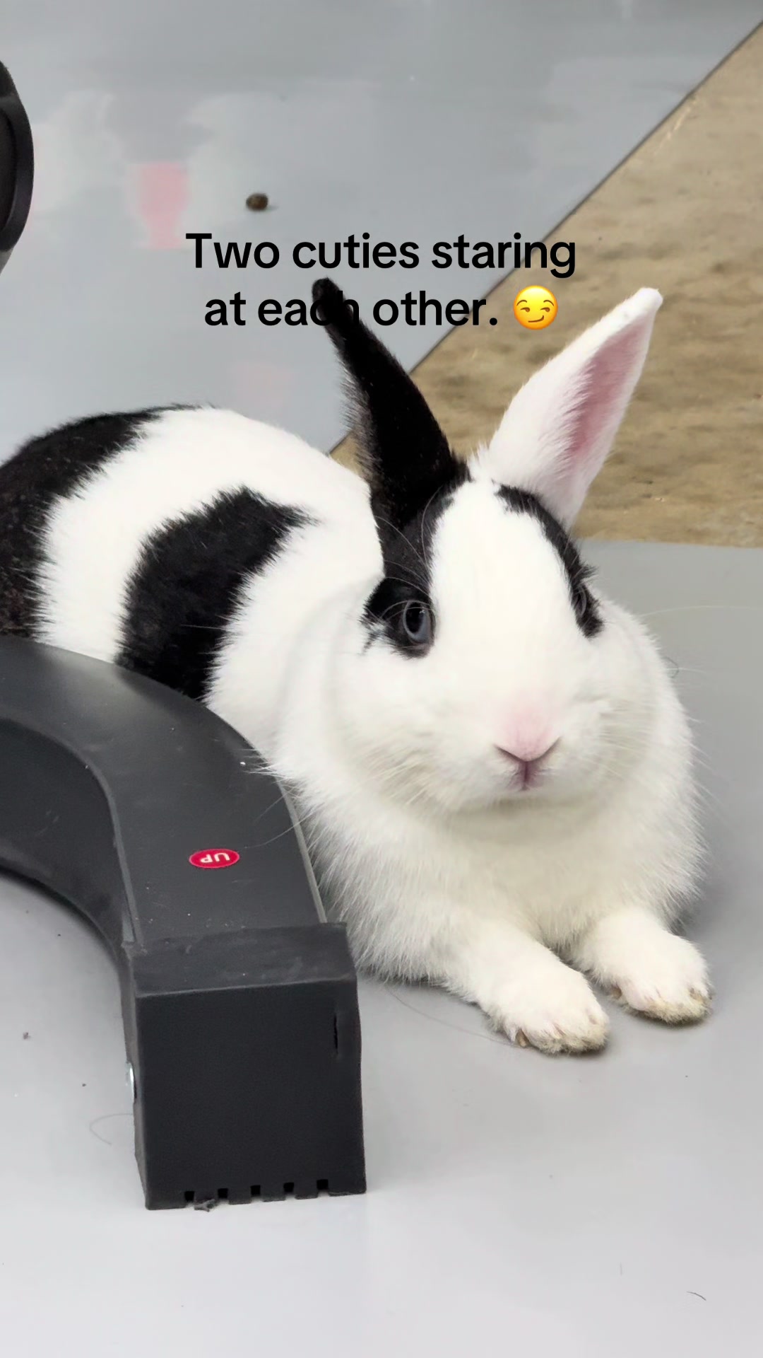 @Cookie and Twix the Bunnies