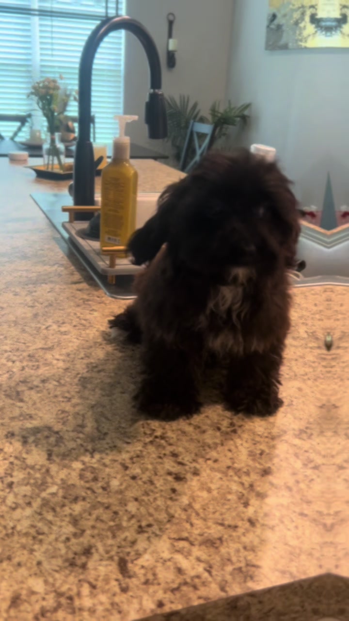 @Shortcake_kennel_2