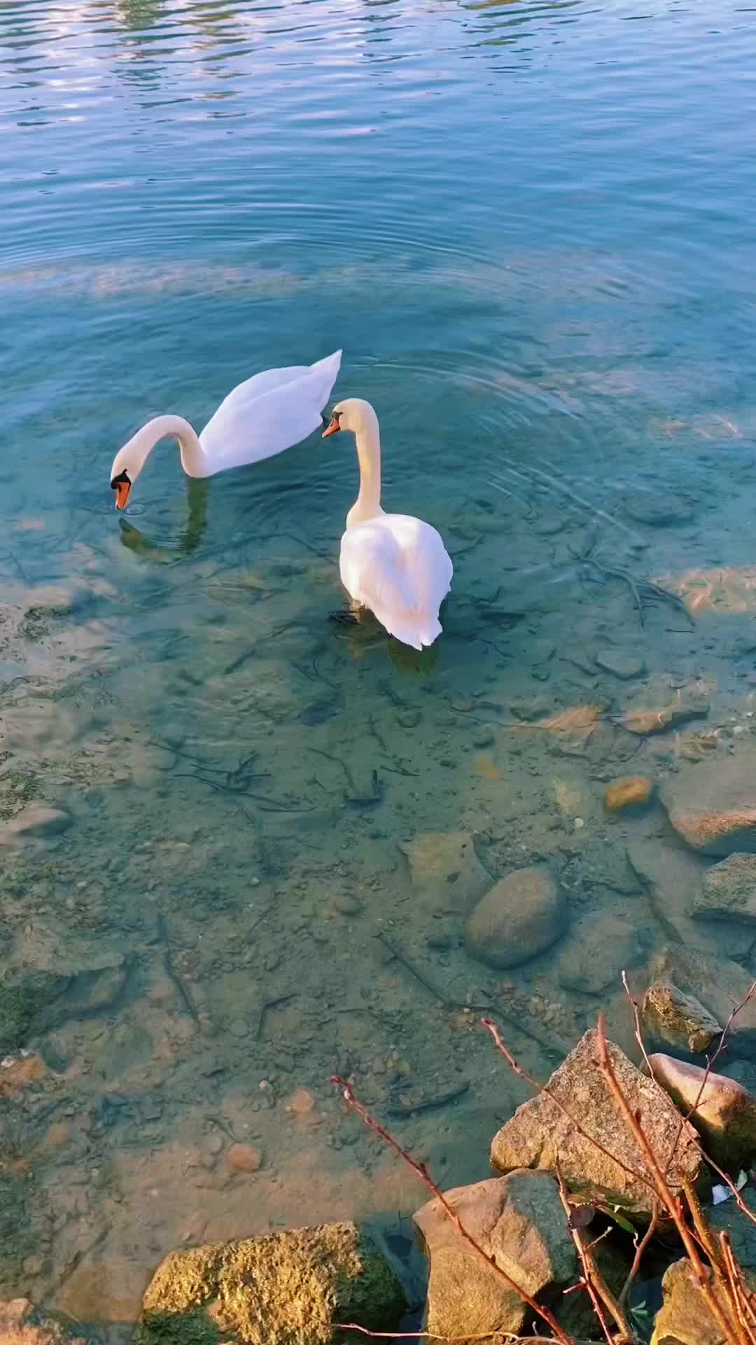 @rosariopiazza231