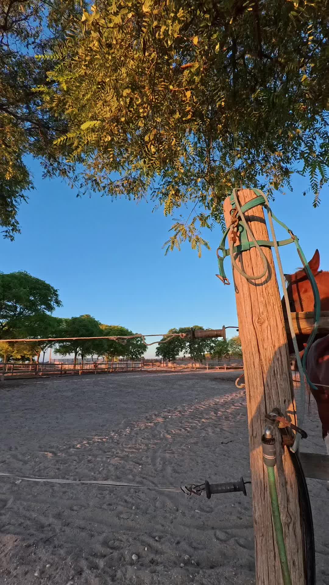 @MyHorse