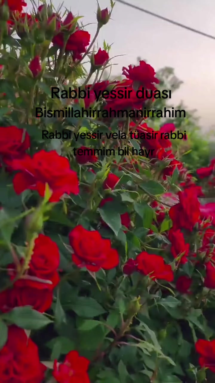 @🇹🇷҉͜͡✭DAMLA🦂GÜL🇦🇿҉͜͡✭