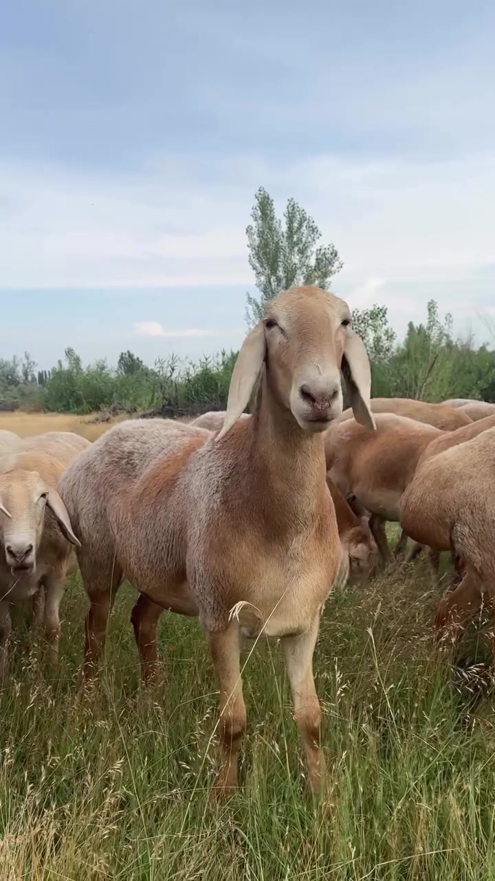 @СНГ - АРАШАН