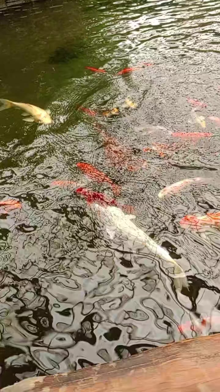 @Ateş 60 68