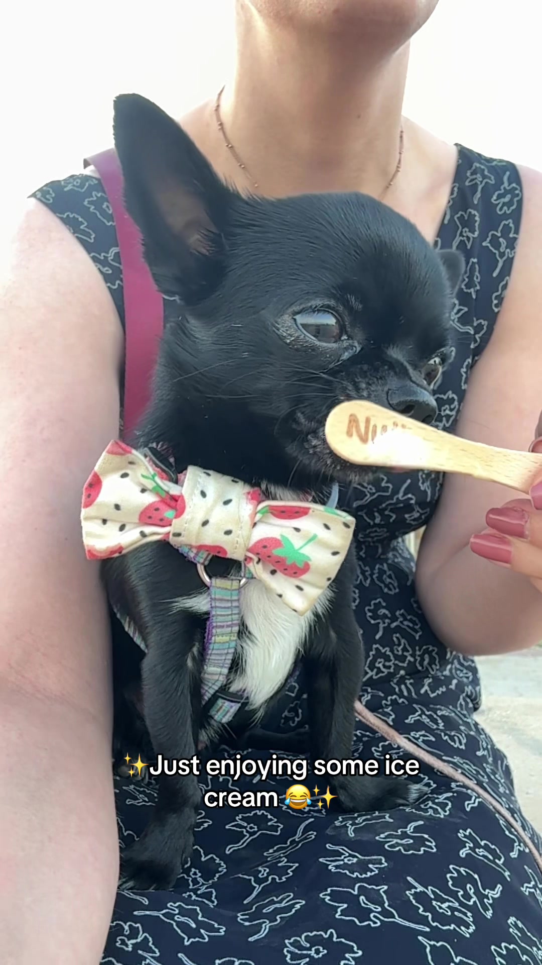 @the_chihuahua_mochi