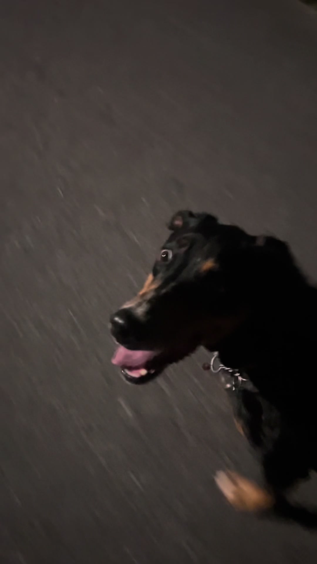 @k9stateofmindjax