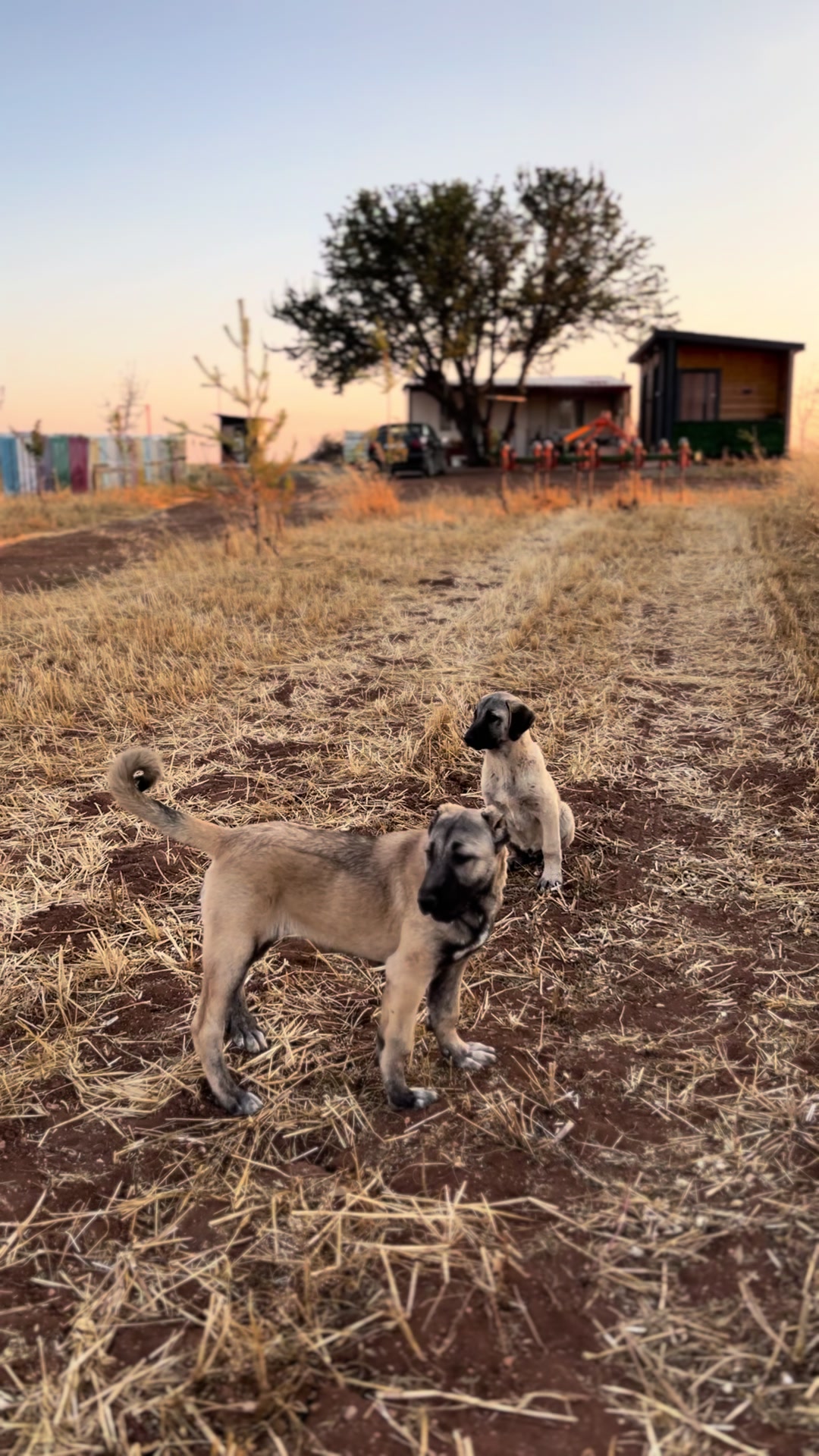 @🇹🇷Sivas Kangal Köpeği 🇹🇷
