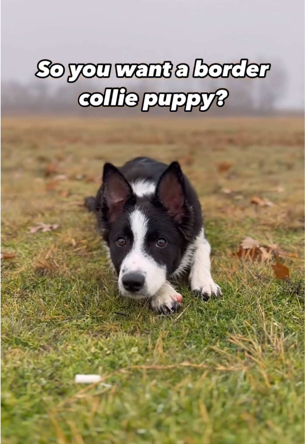 @captivatingk9s