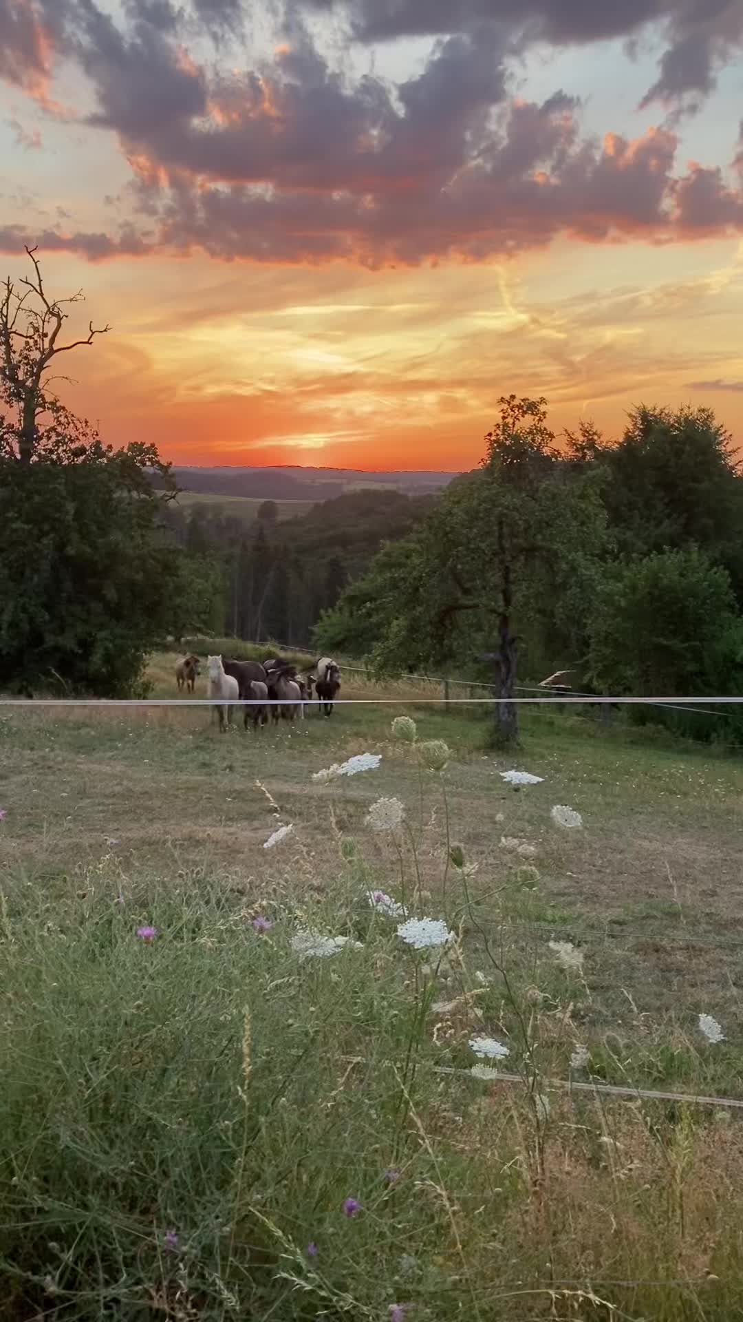 @Sarah and her Ponys and dogs