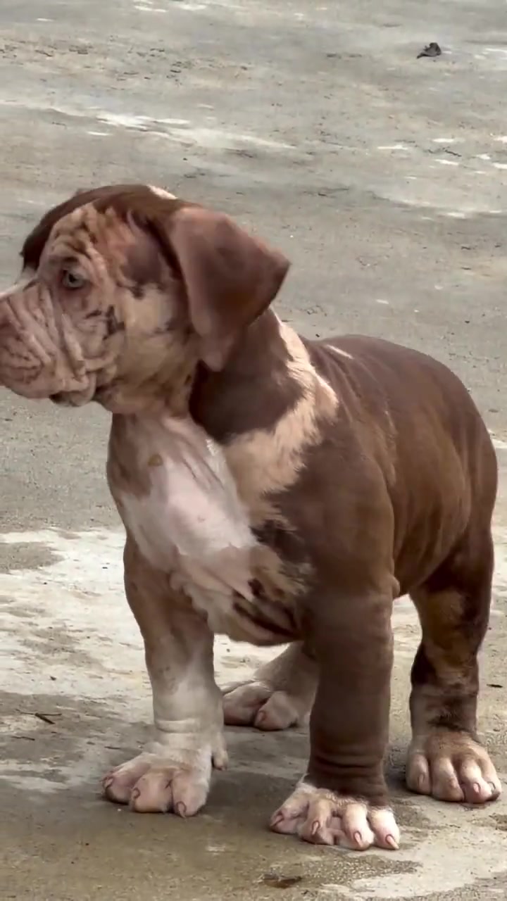 @North America Mastiff Founder