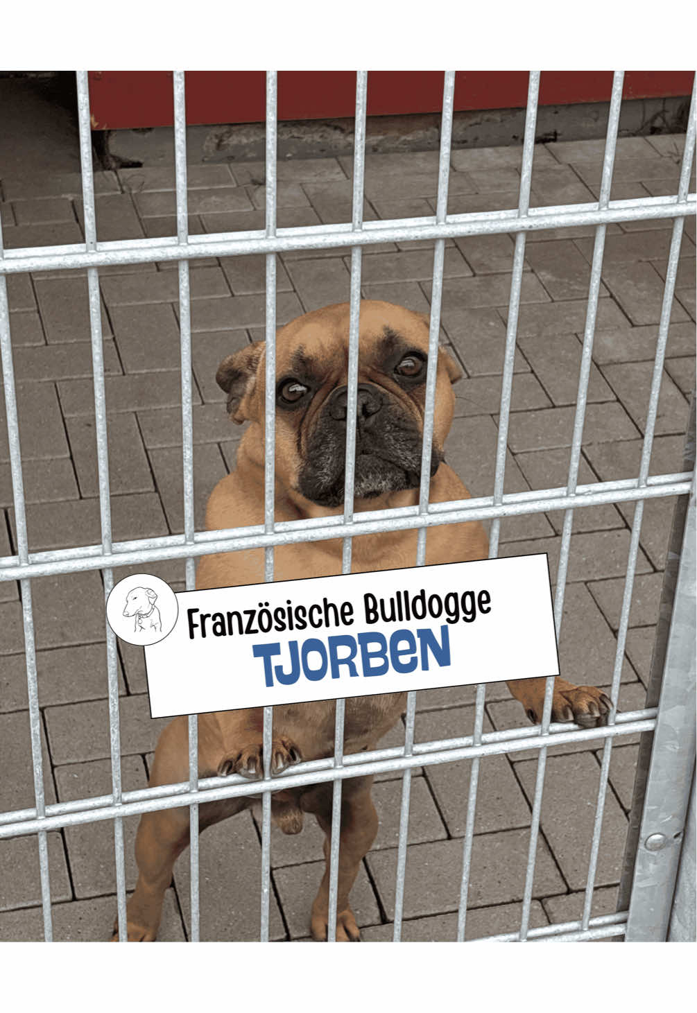 @Tierheim_Bremerhaven