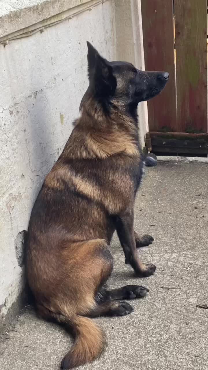 @PacoPacoPaco_le_chien