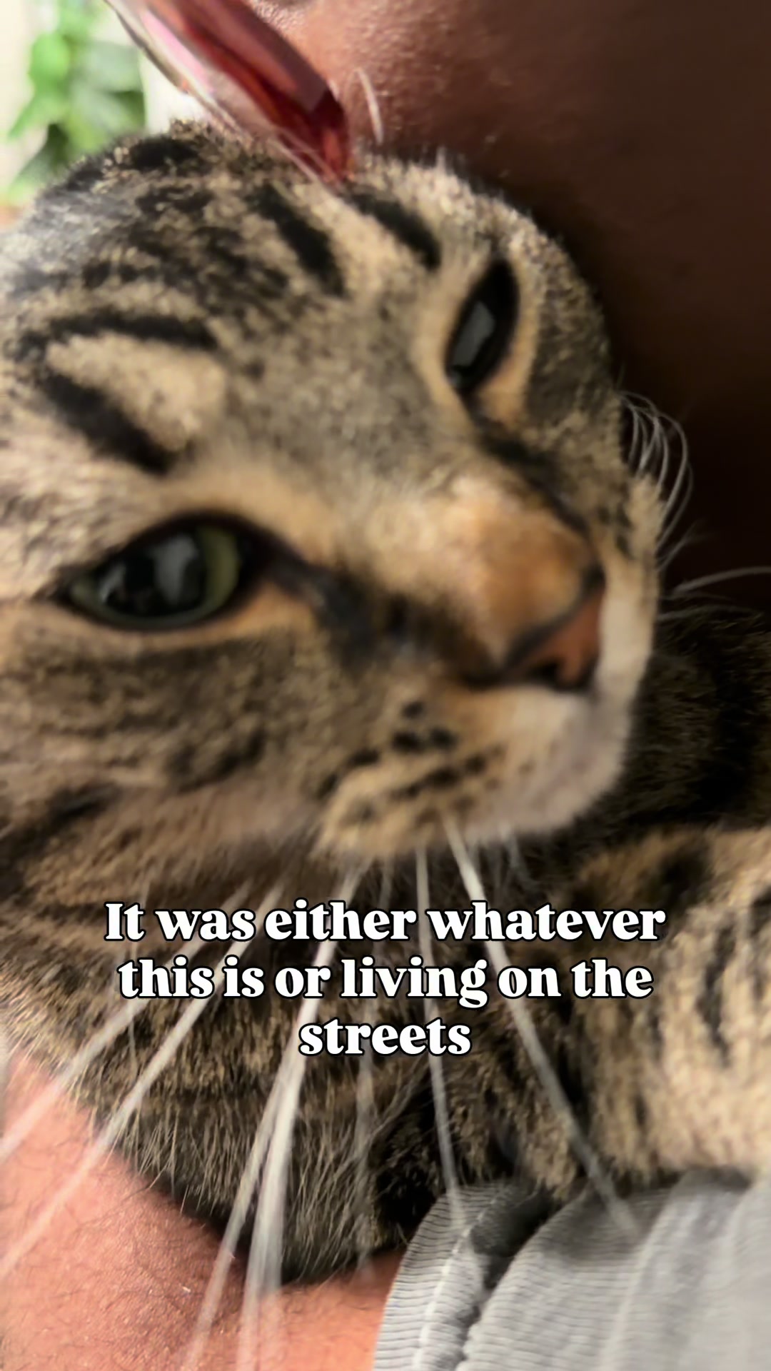 @Pepper the Rescue Cat 🐈⬛