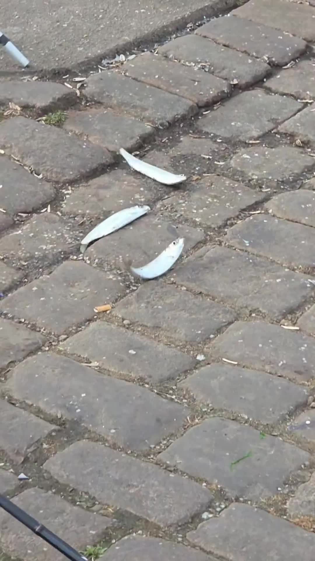 @OlgaNem