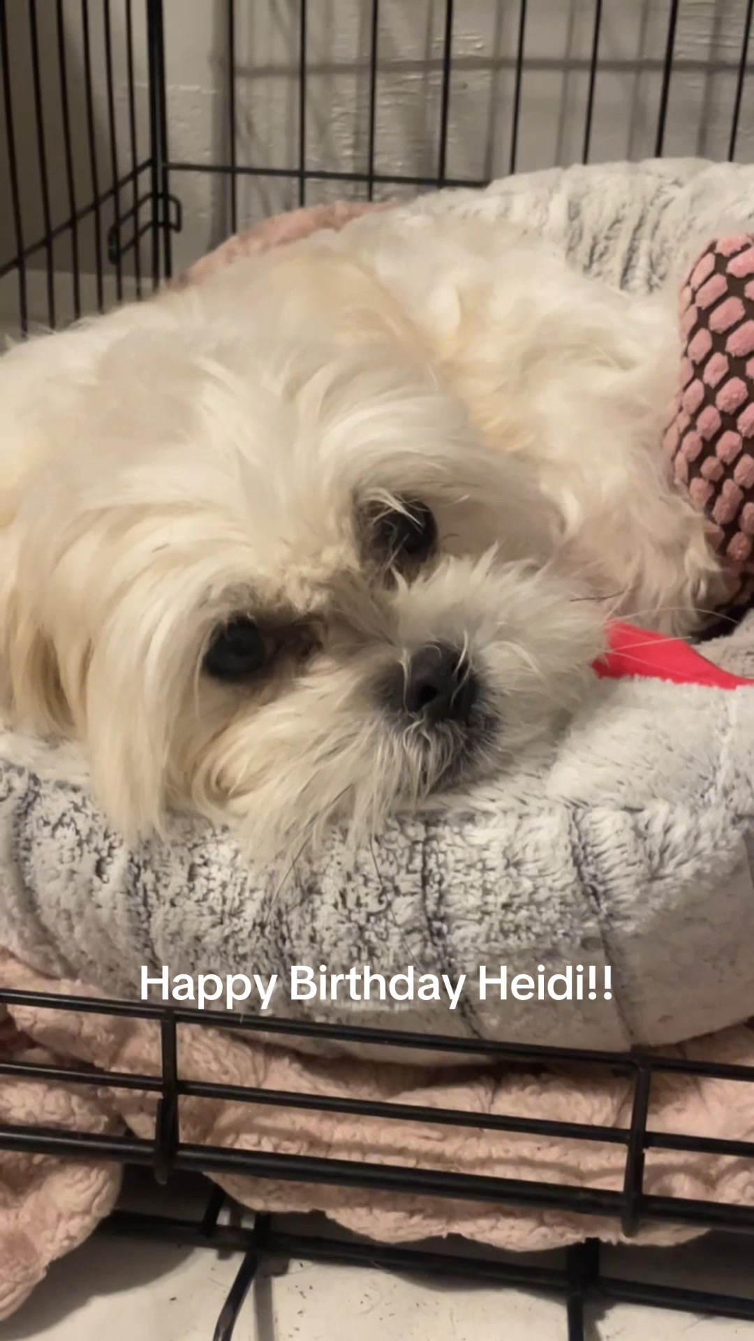 @heidi_the_malshi