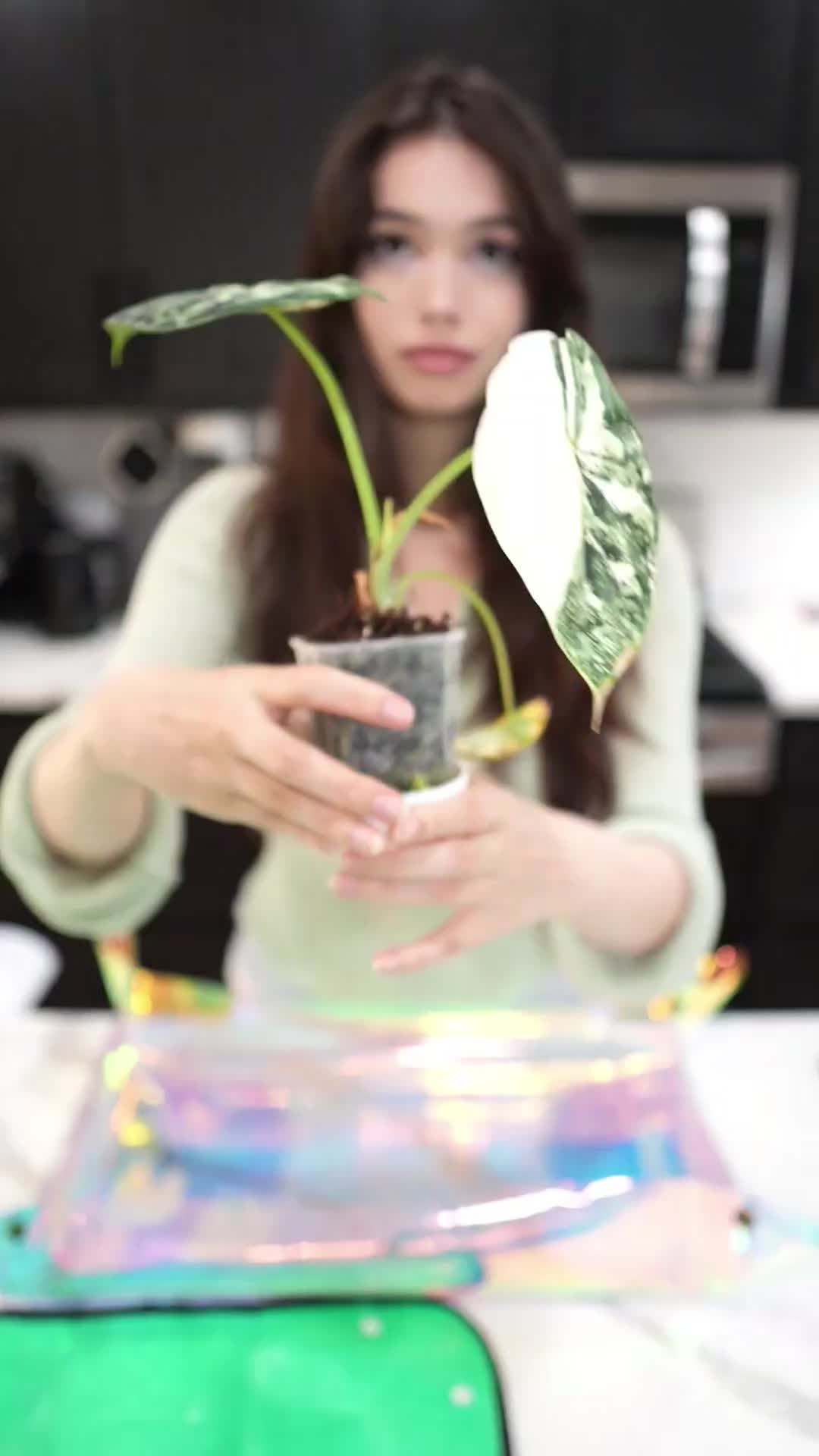 @Qilin.anh