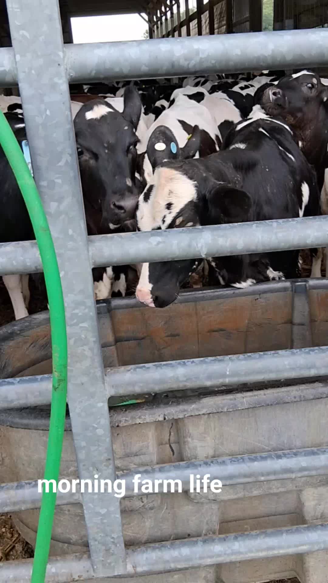 @Taylor | Sah{farm}m