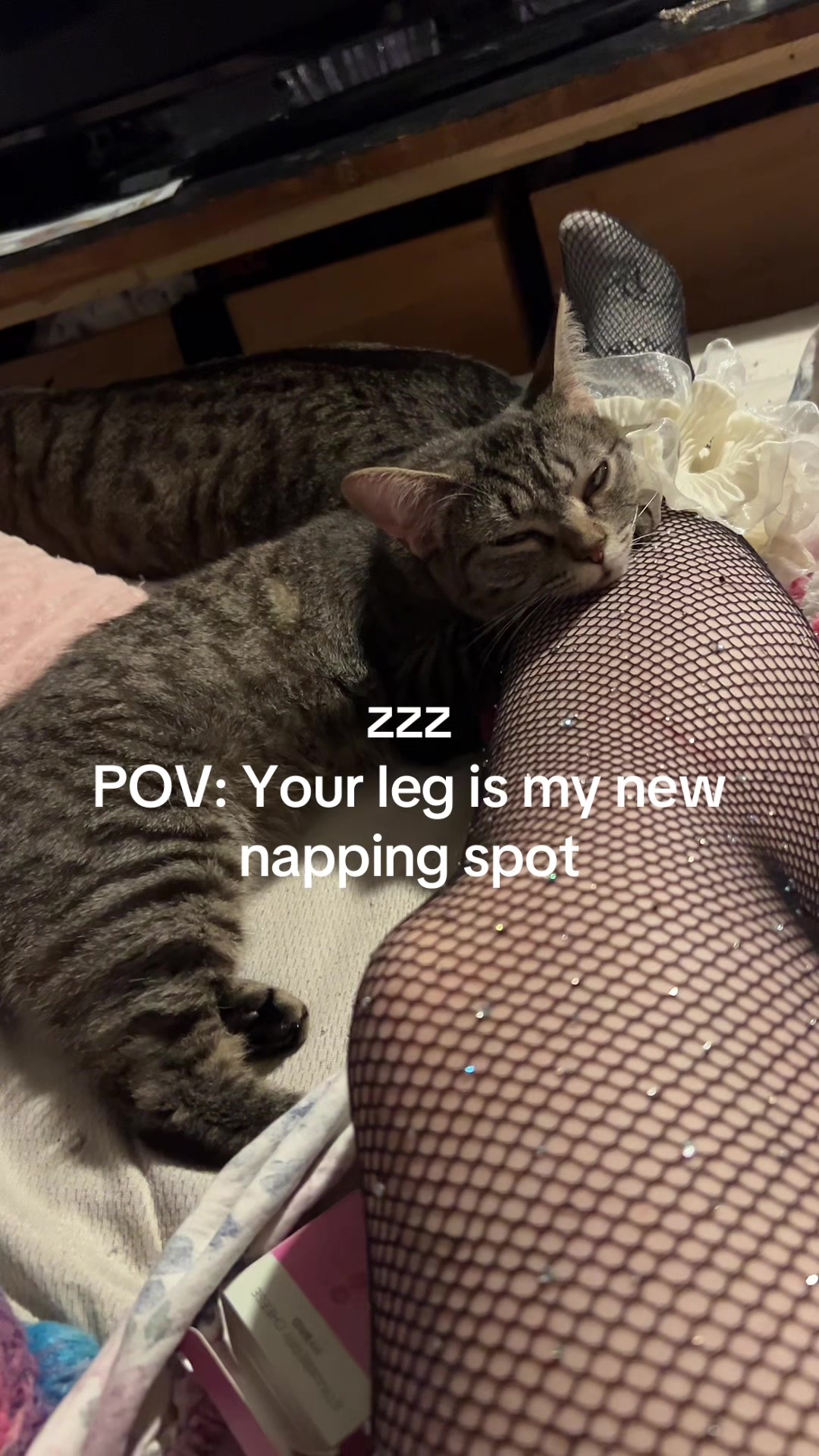 @kitti🐾🐾