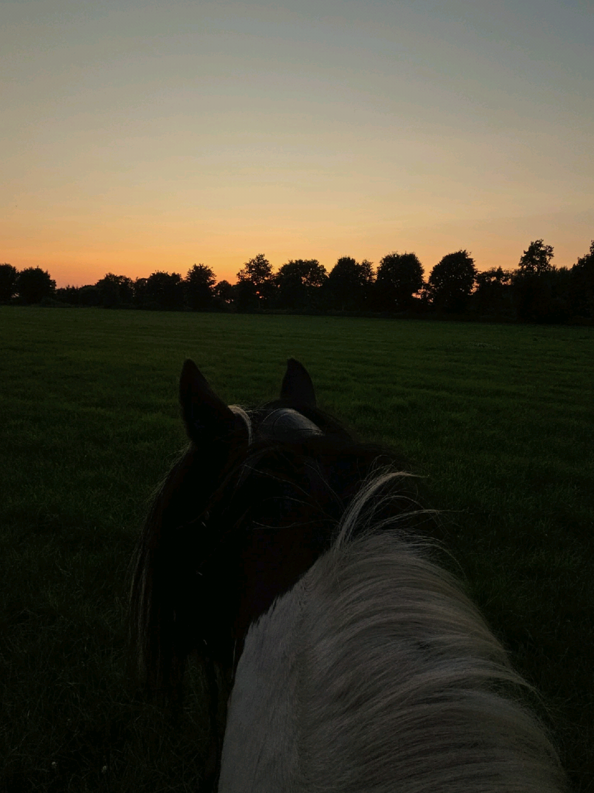 @Josys_Ponyhof-leben
