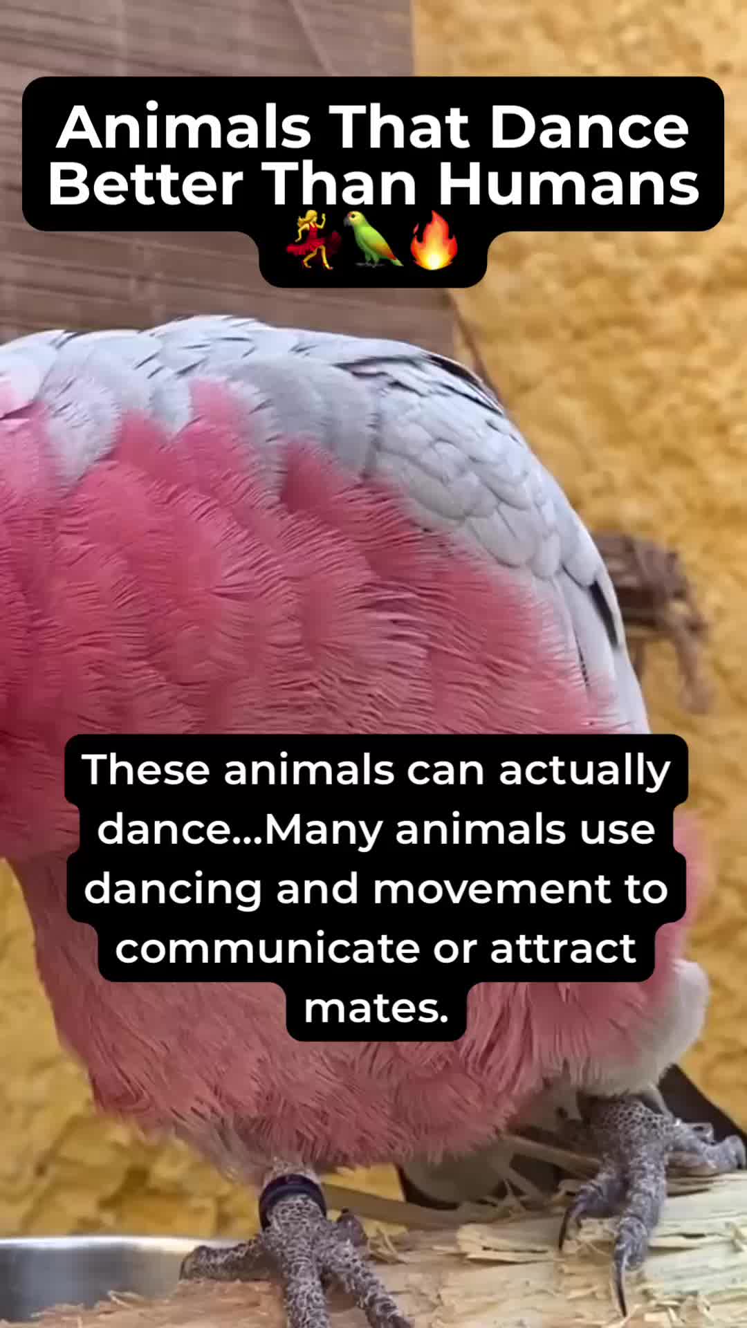 @Fact Chat