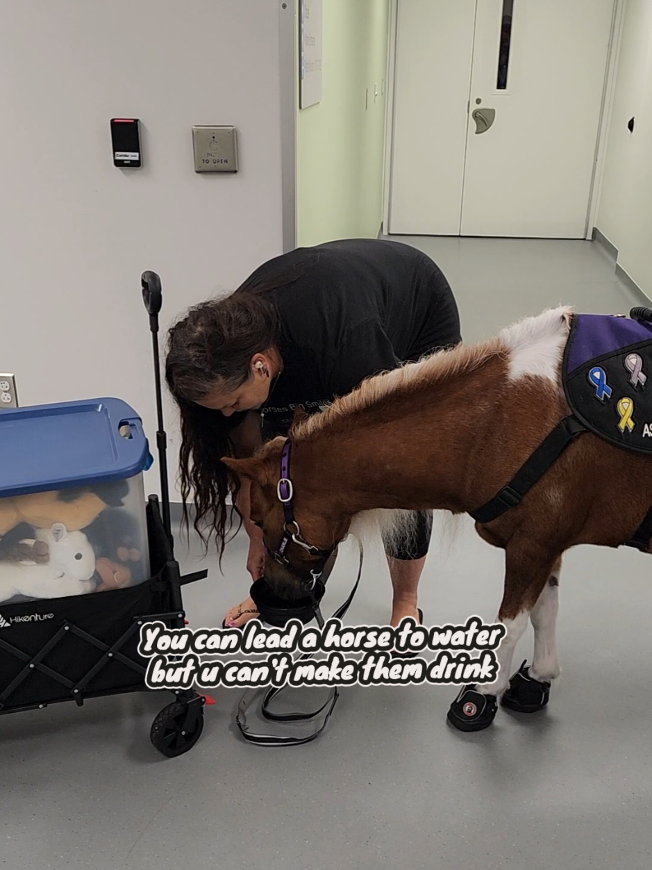 @minihorsemomandtrainer🐴🐴🐴🐴