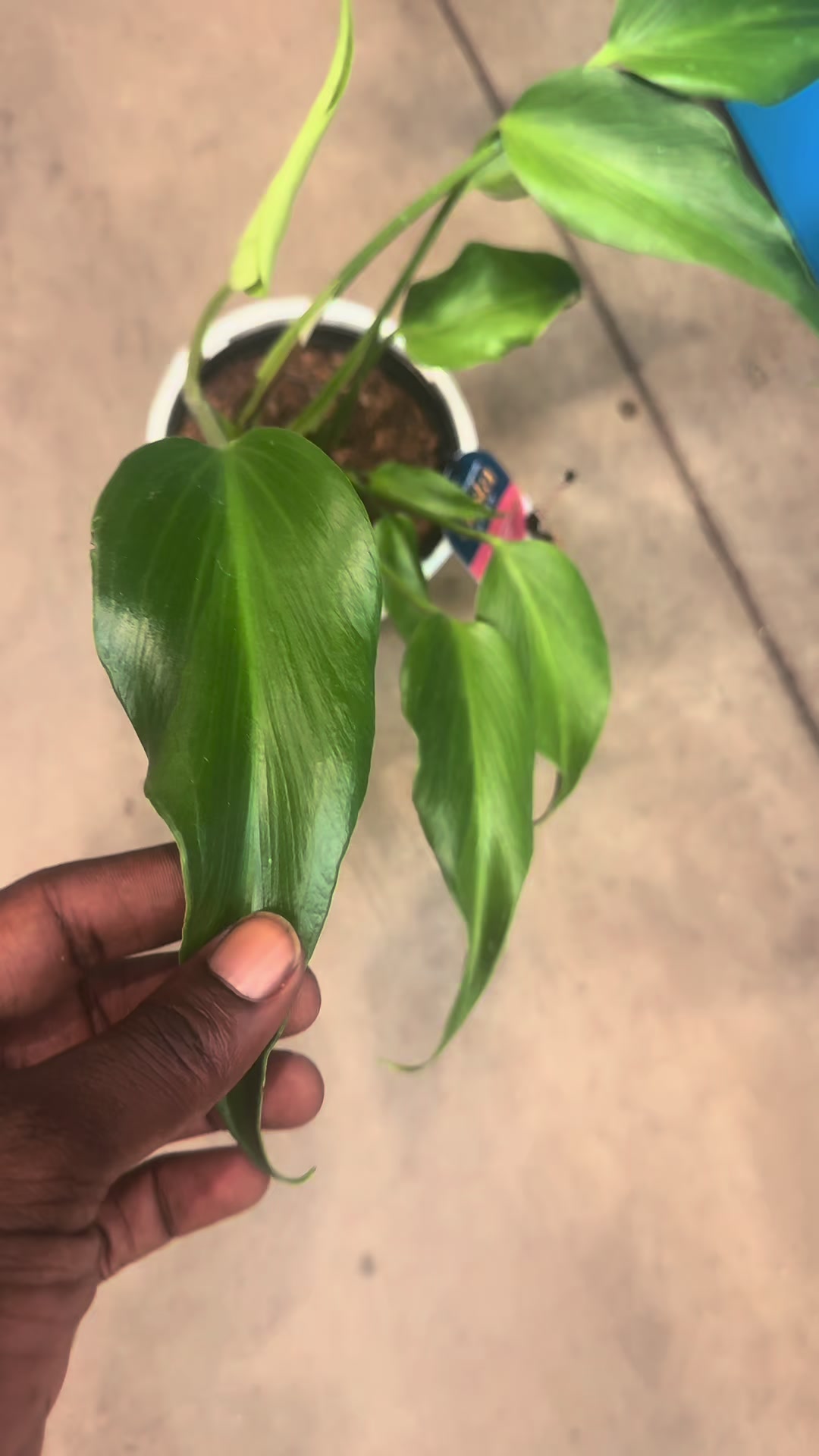 @Plant Deco ATL
