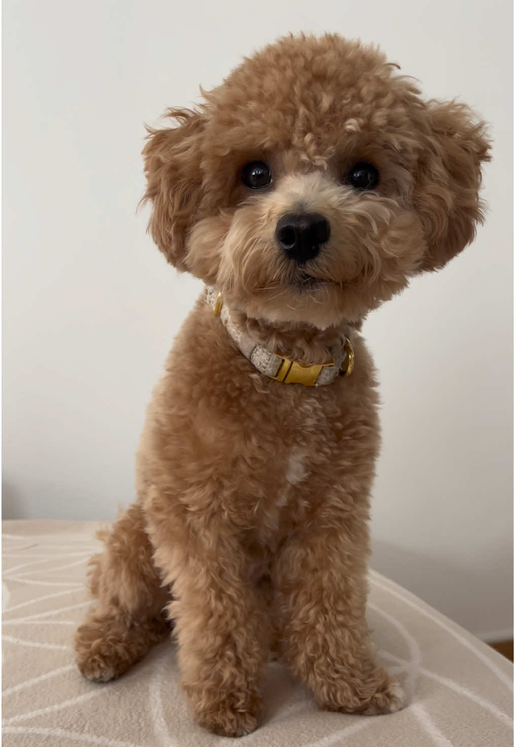 @dinothemaltipoo