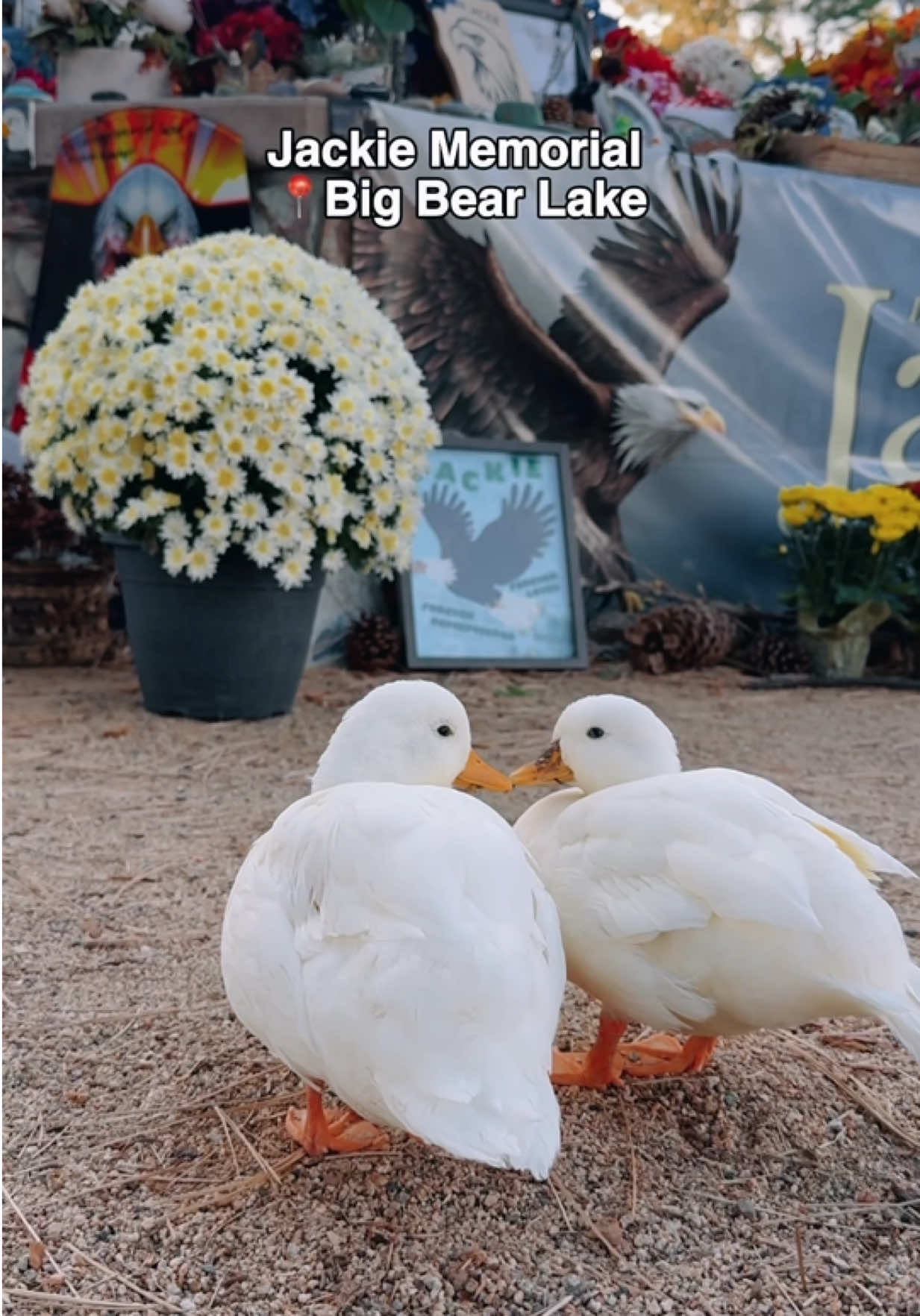 @ducks_in_space🪿🪿💦