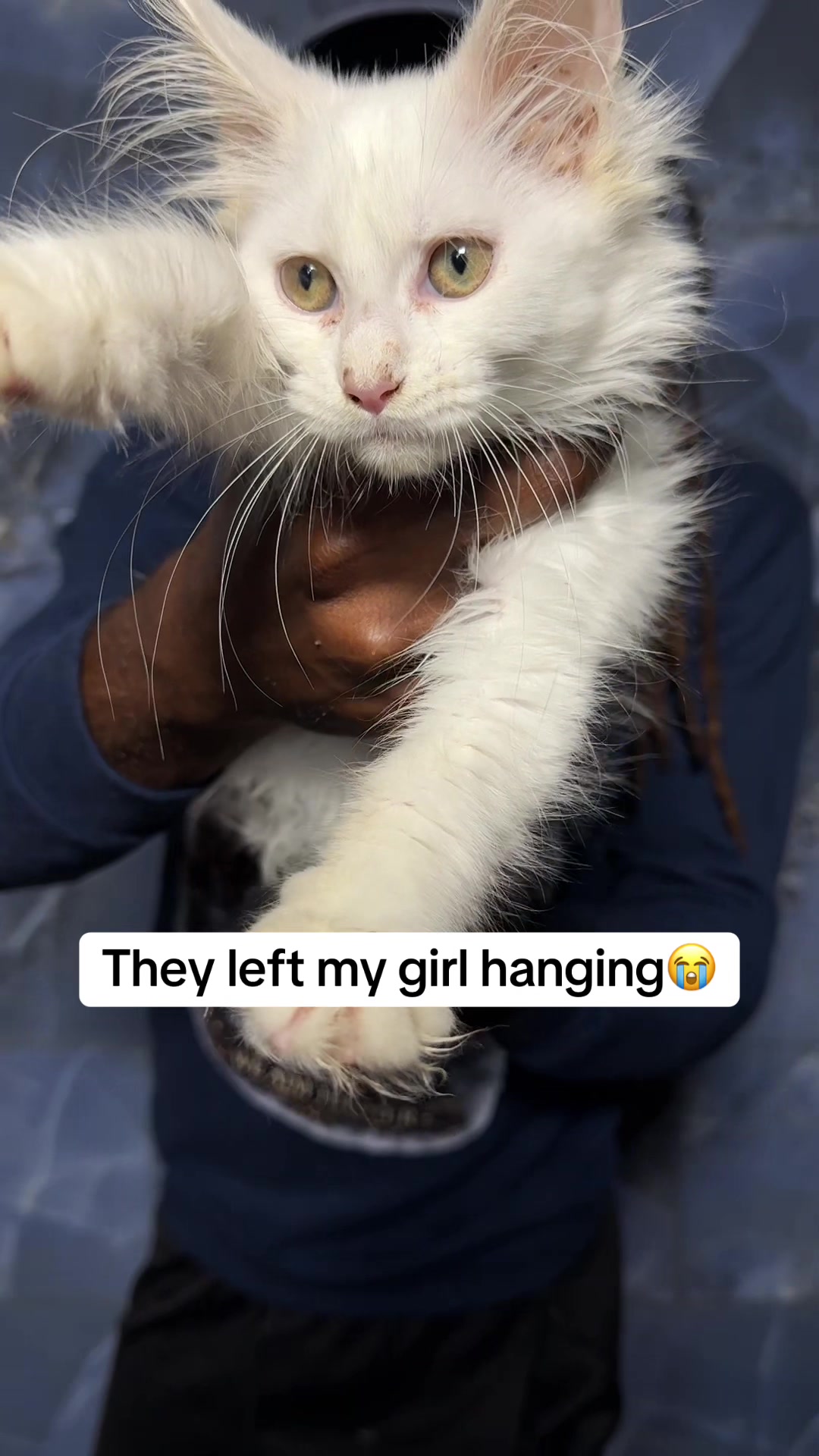 @Tycoon_Mainecoons