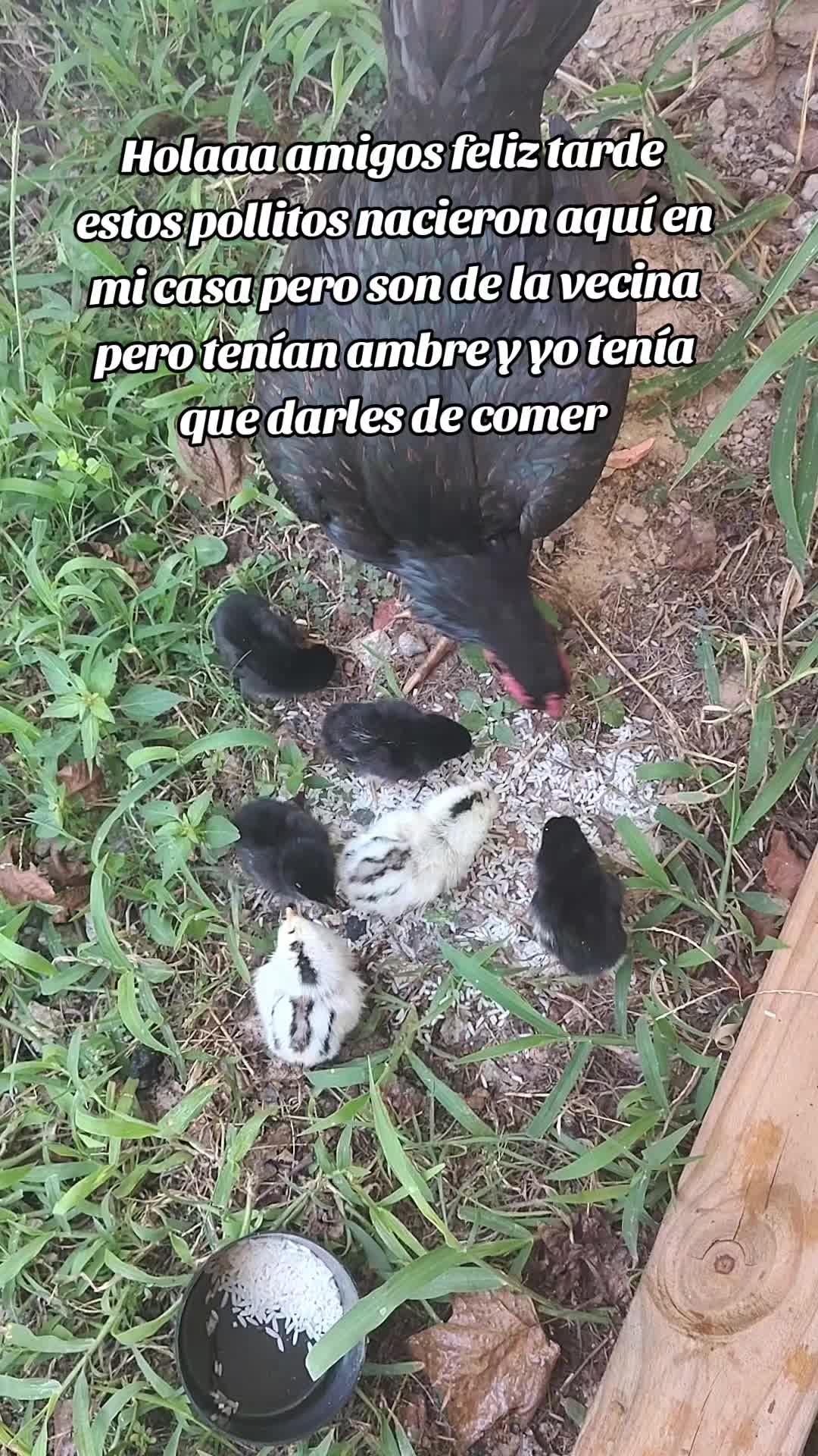 @danzyperez