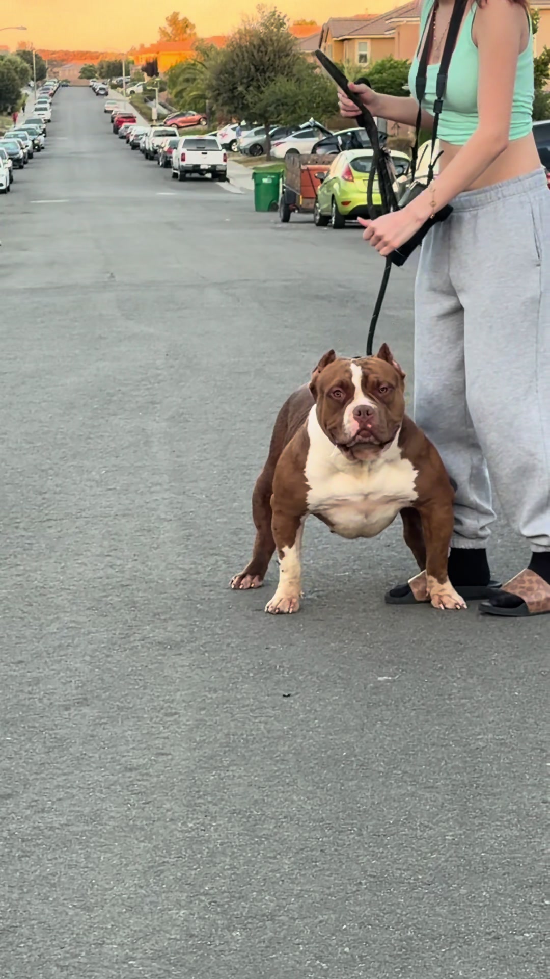 @@Dublinekennels