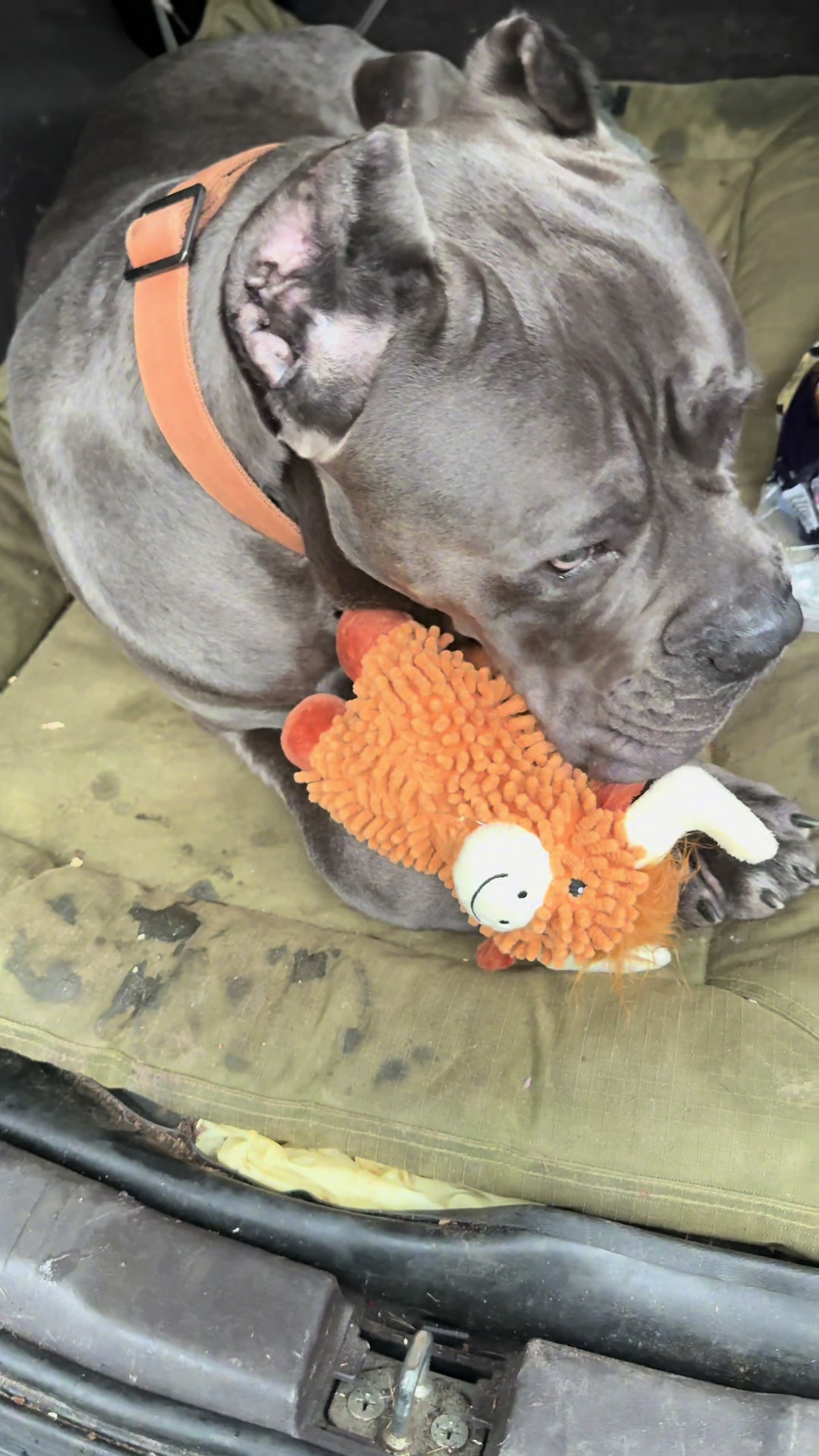 @Beautiful Life CC Rescue