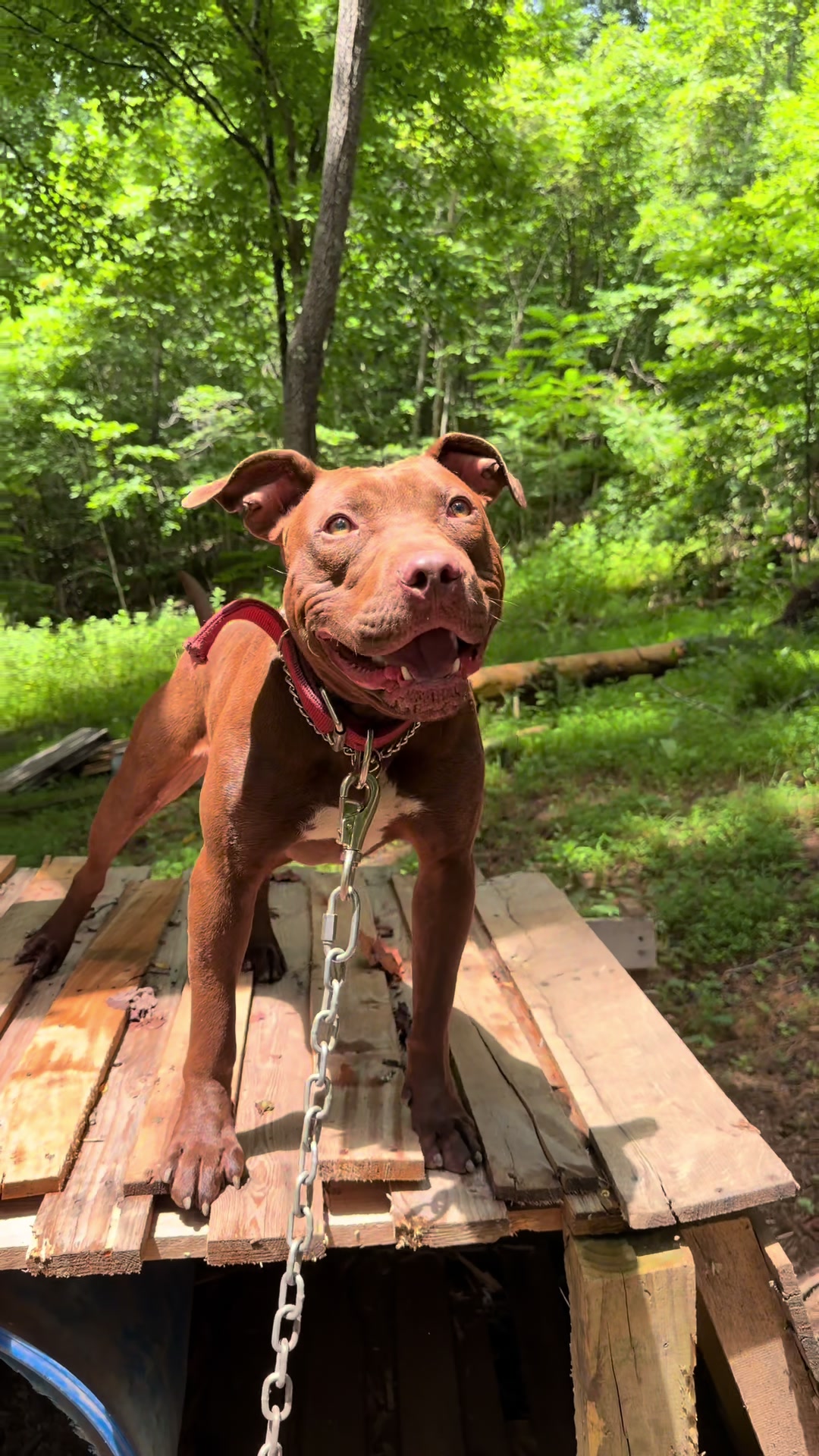 @WorldGoneMadKennels