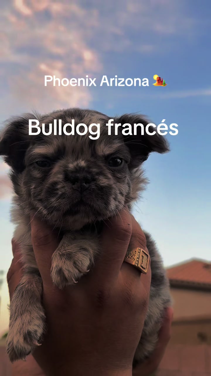 @Luxeaz_frenchies