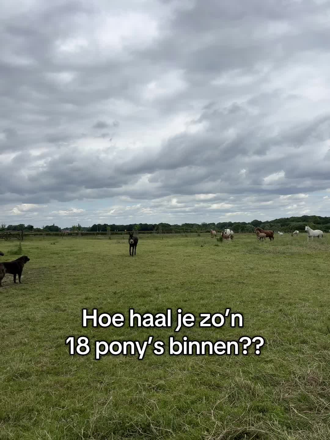 @Syrche Cordewener