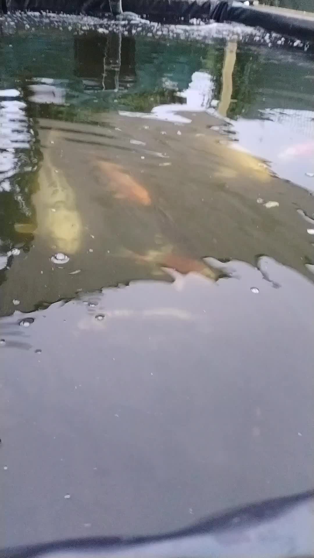 @koi 62