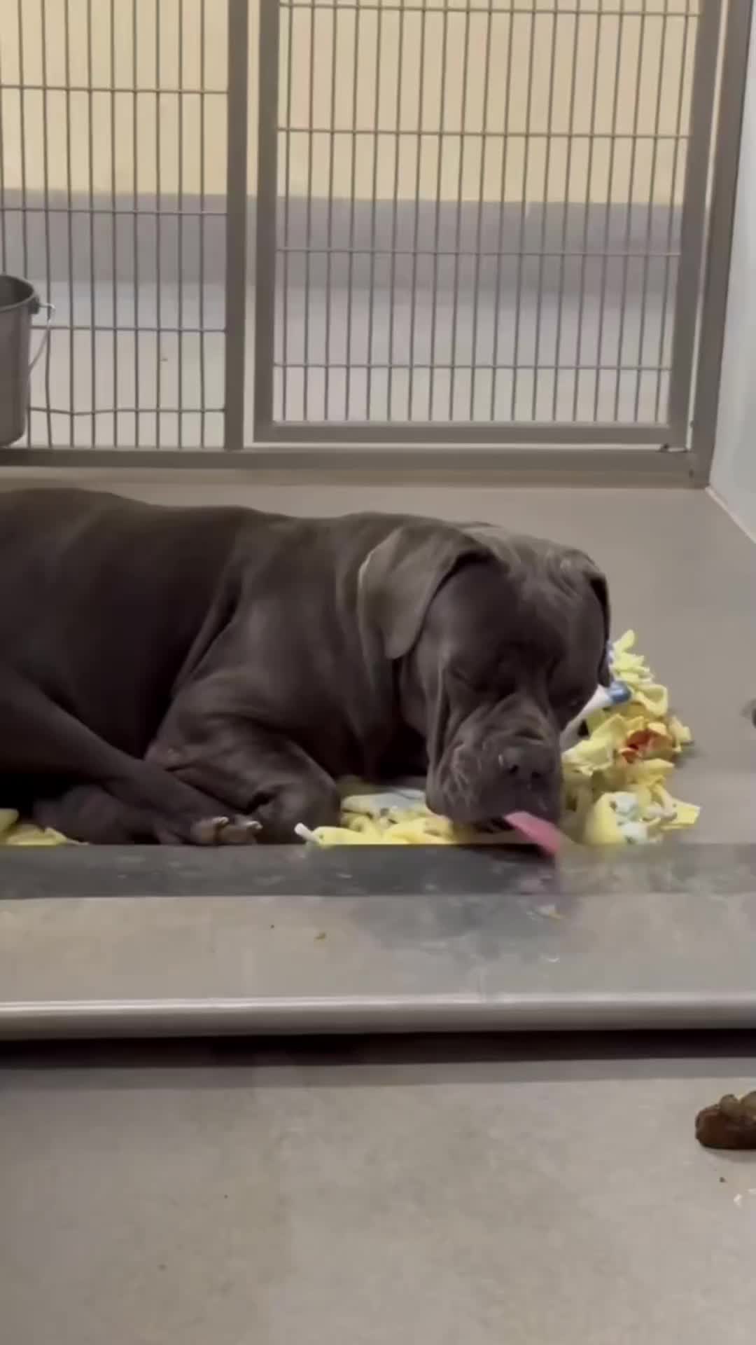@Cane Corsos